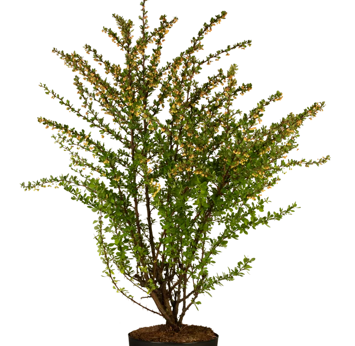 Grüne Heckenberberitze