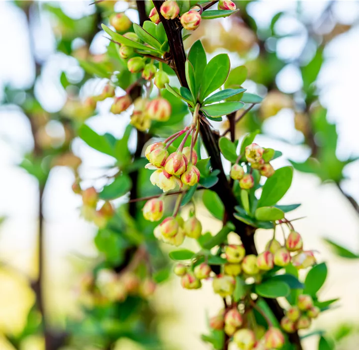 Grüne Heckenberberitze