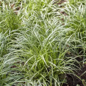 Carex Premium Sorten