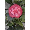 bellaflora Gartencenter GmbH