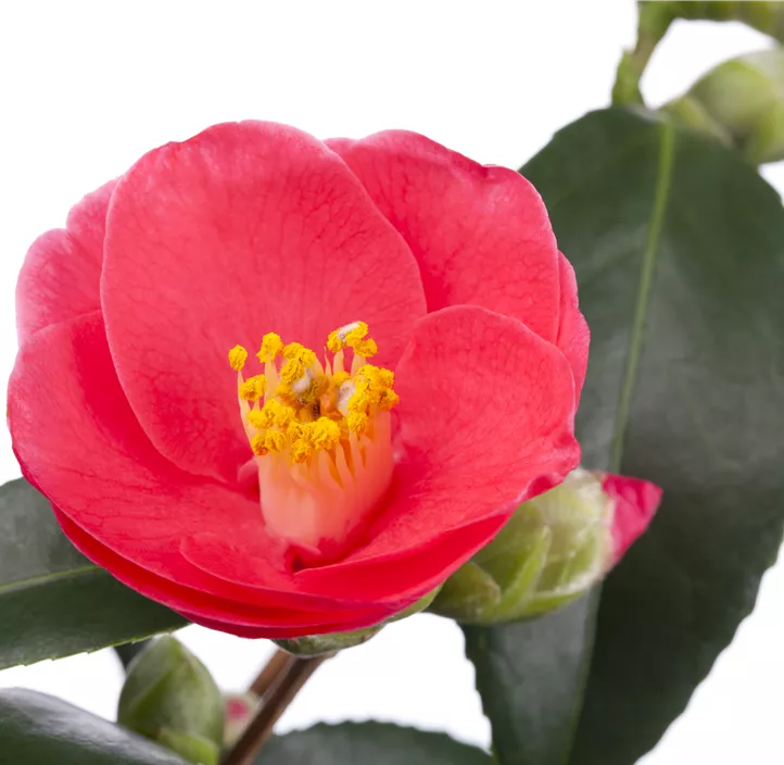 Japanische Kamelie