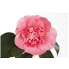 bellaflora Gartencenter GmbH
