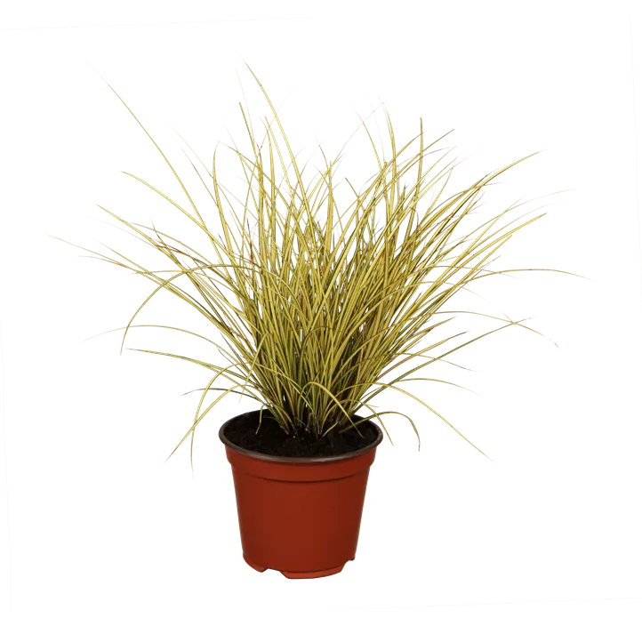 Buntblättrige Garten-Segge