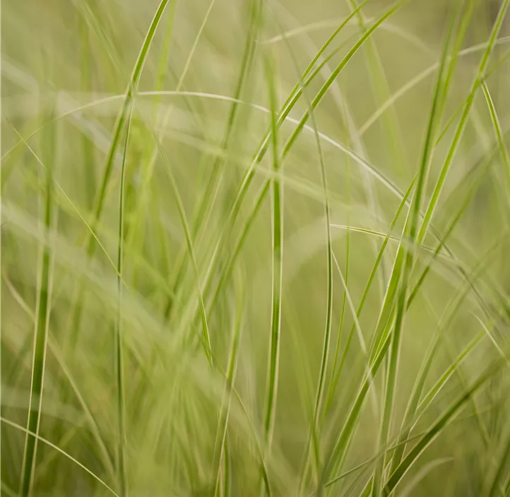 Buntblättrige Garten-Segge