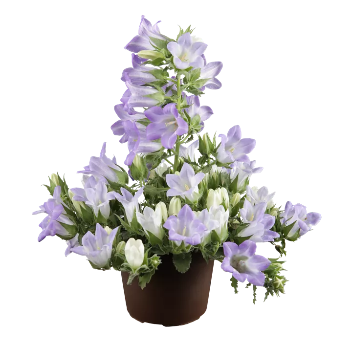 Glockenblume