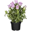 bellaflora Gartencenter GmbH
