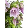 bellaflora Gartencenter GmbH