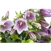 bellaflora Gartencenter GmbH