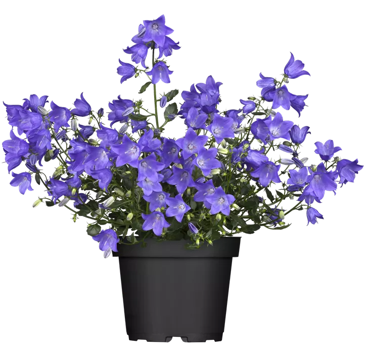Glockenblume