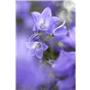 bellaflora Gartencenter GmbH