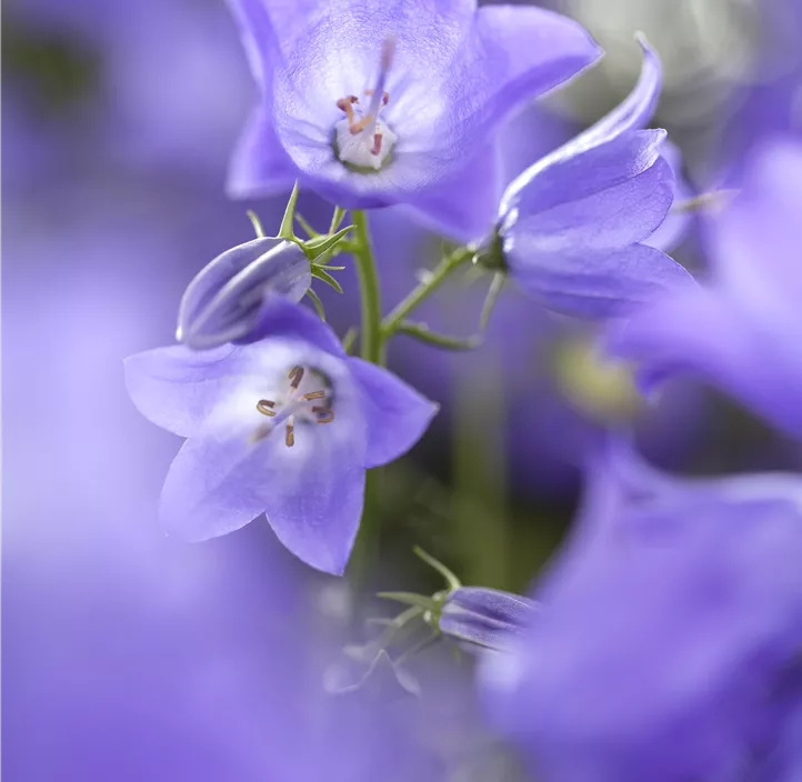 Glockenblume
