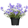 bellaflora Gartencenter GmbH