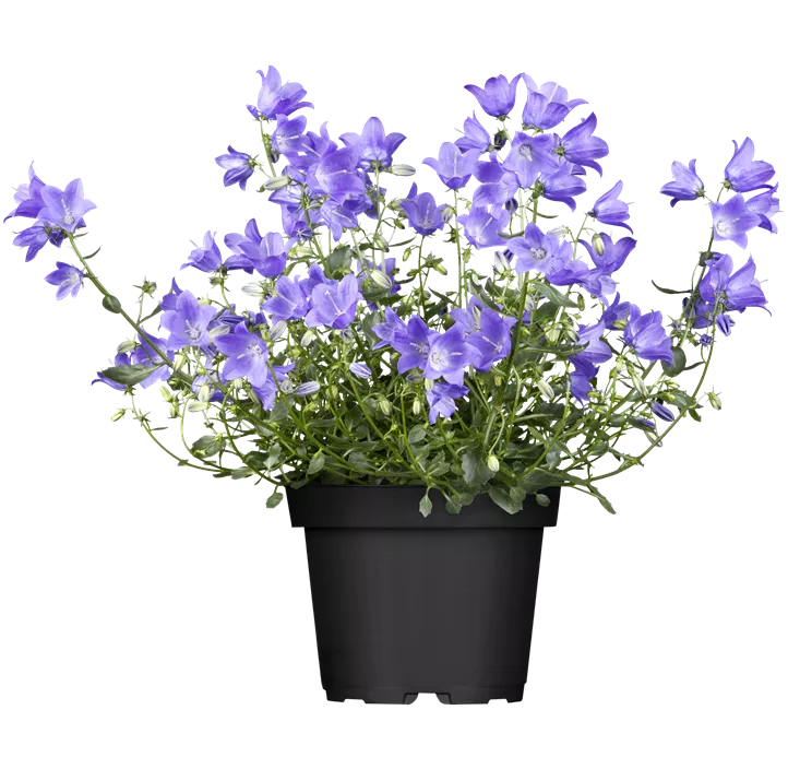 Glockenblume