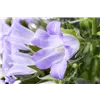 bellaflora Gartencenter GmbH