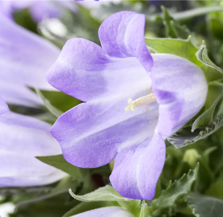 Glockenblume