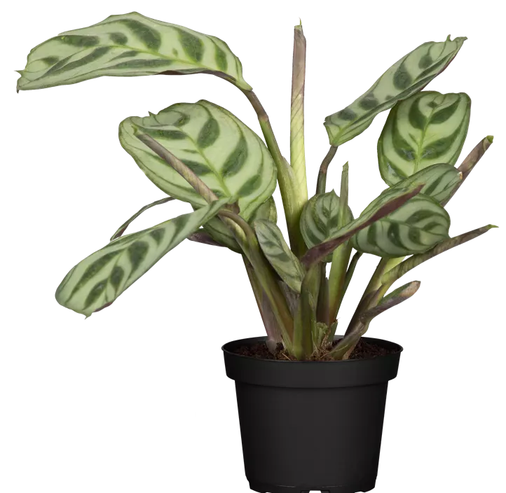 Korbmarante Korbmarante