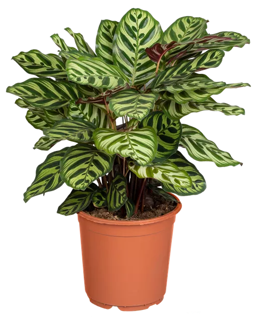 efeutute n'joy Epipremnum pinnatum 