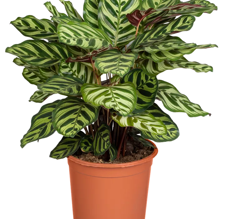 Korbmarante Korbmarante