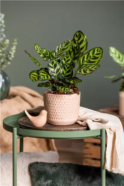 Calathea makoyana, Korbmarante - Bellaflora