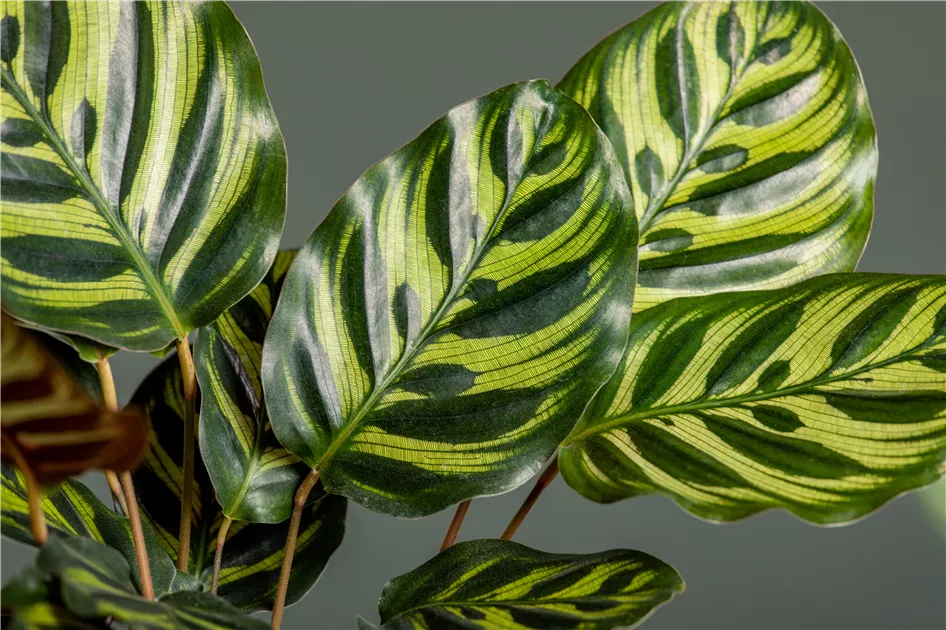 efeu schatten oder sonne Kaukasus-Efeu 'Dentata Variegata' - Hedera colchica dentata variegata