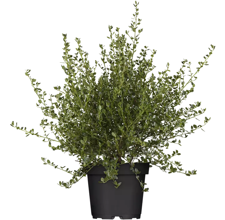 Säckelblume 'Victoria'
