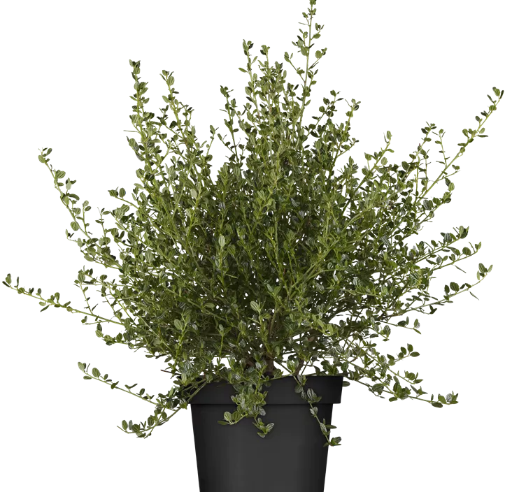 Säckelblume 'Victoria'