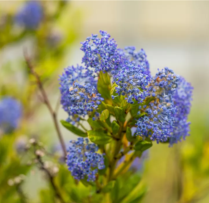Säckelblume 'Victoria'