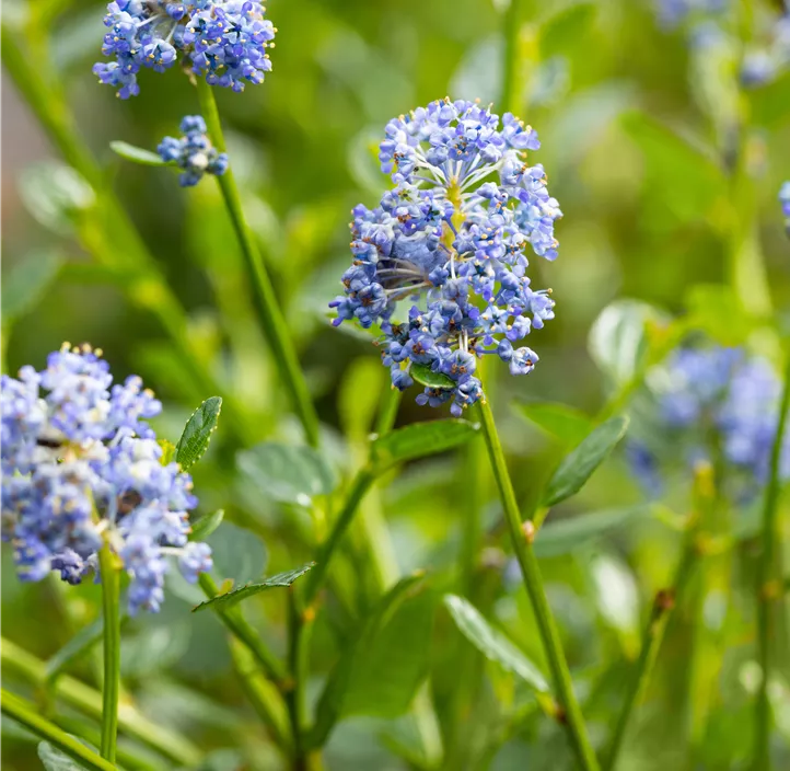 Säckelblume 'Victoria'