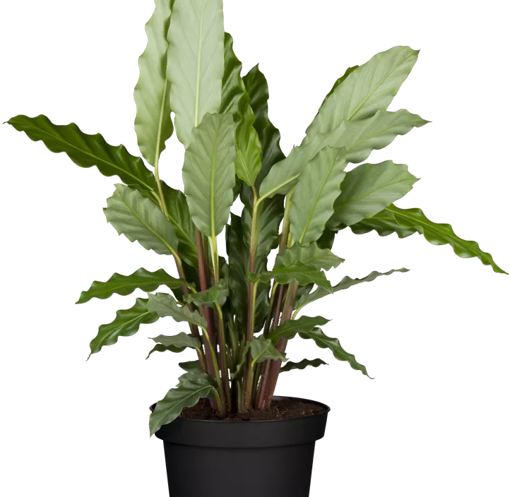 Korbmarante Korbmarante