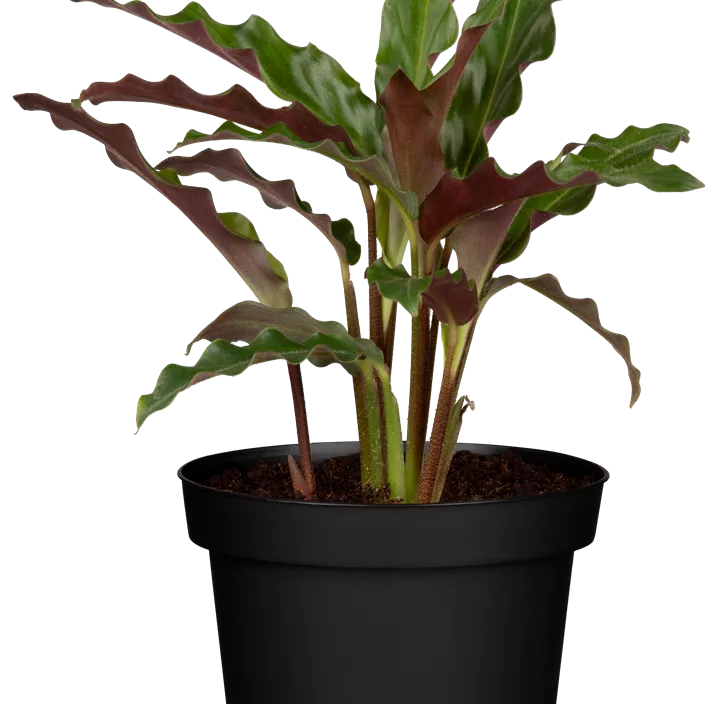 Korbmarante Korbmarante