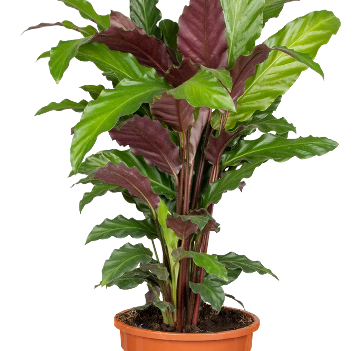 Korbmarante Korbmarante