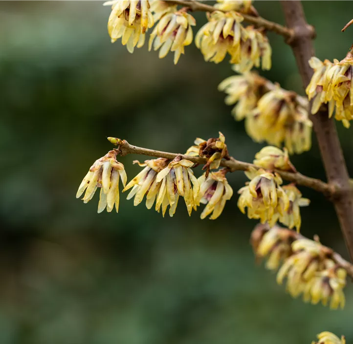 Winterblüte