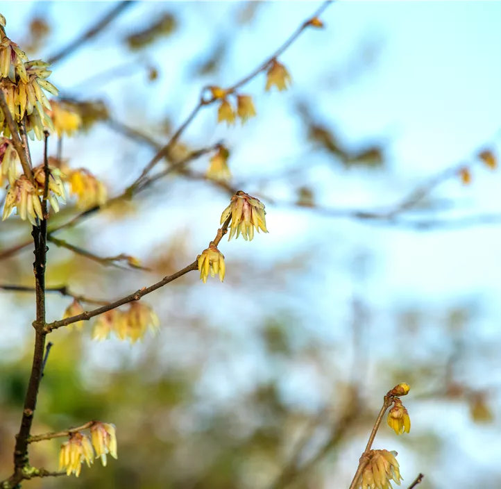 Winterblüte