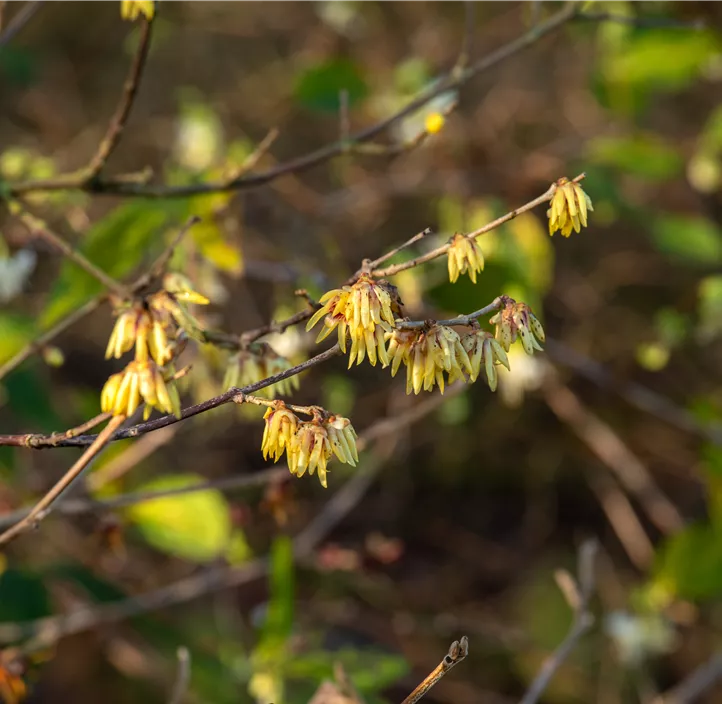 Winterblüte