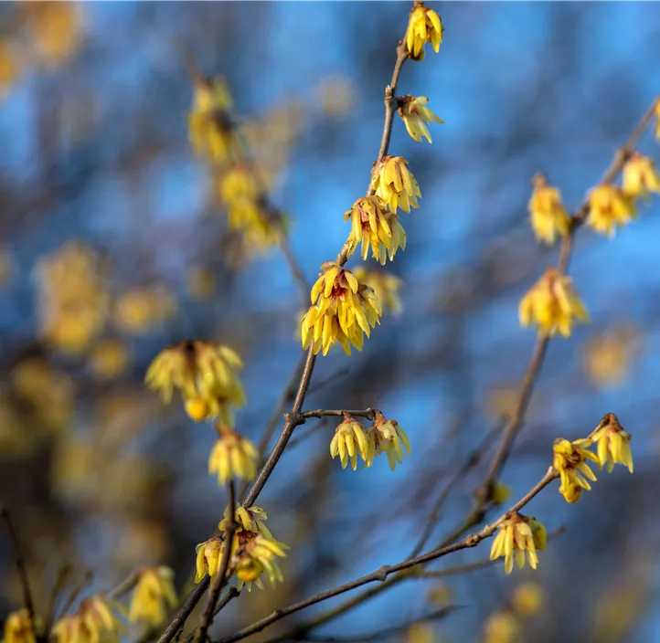 Winterblüte