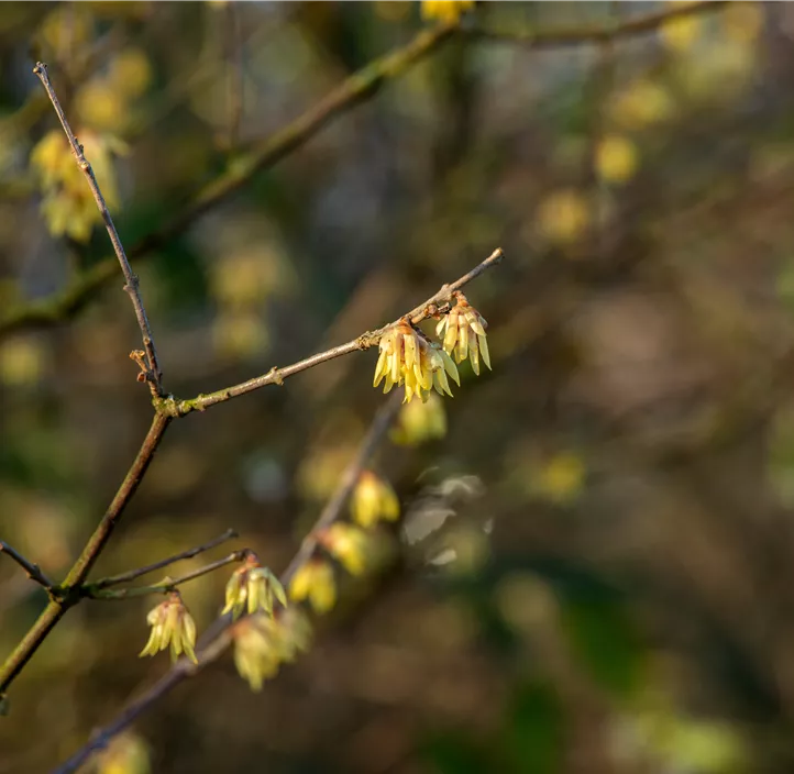 Winterblüte