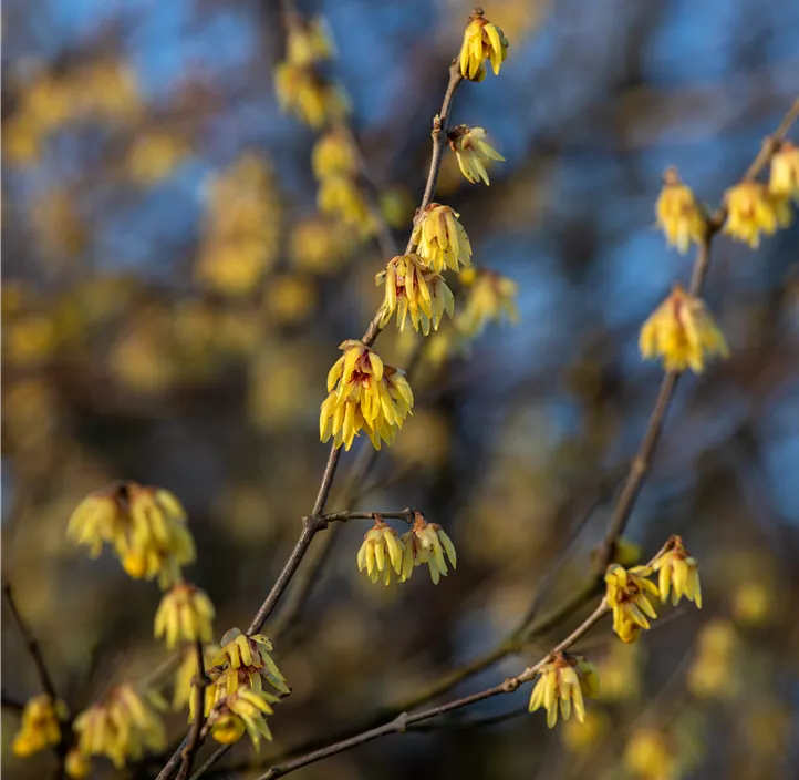 Winterblüte