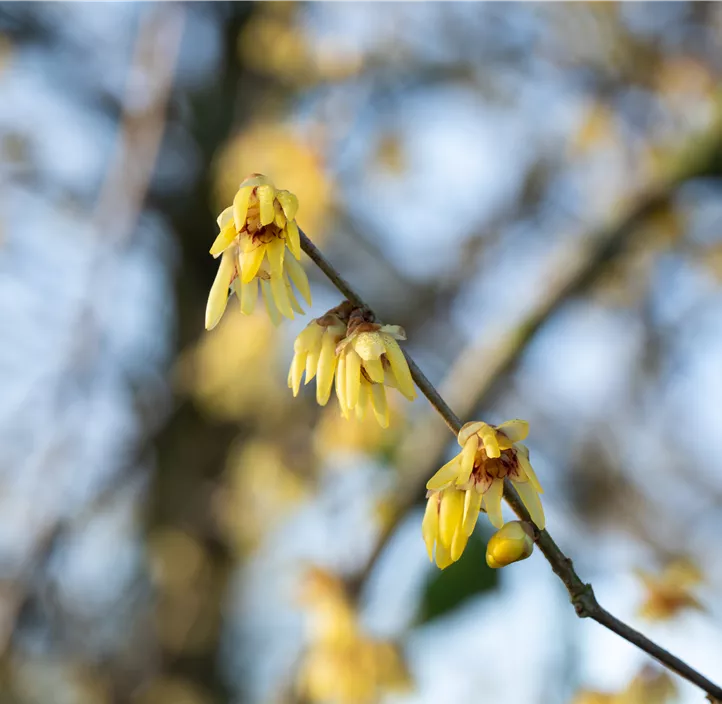 Winterblüte