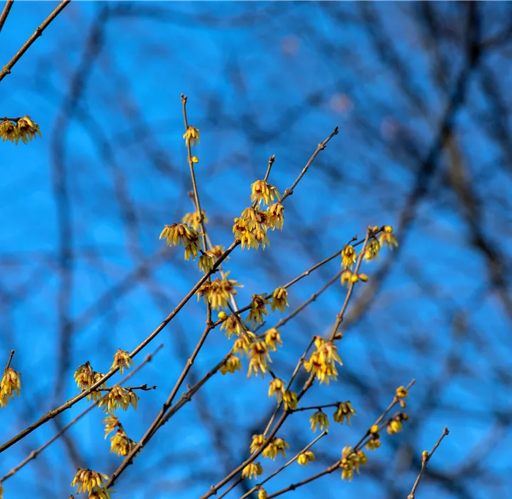 Winterblüte