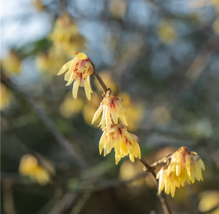 Winterblüte
