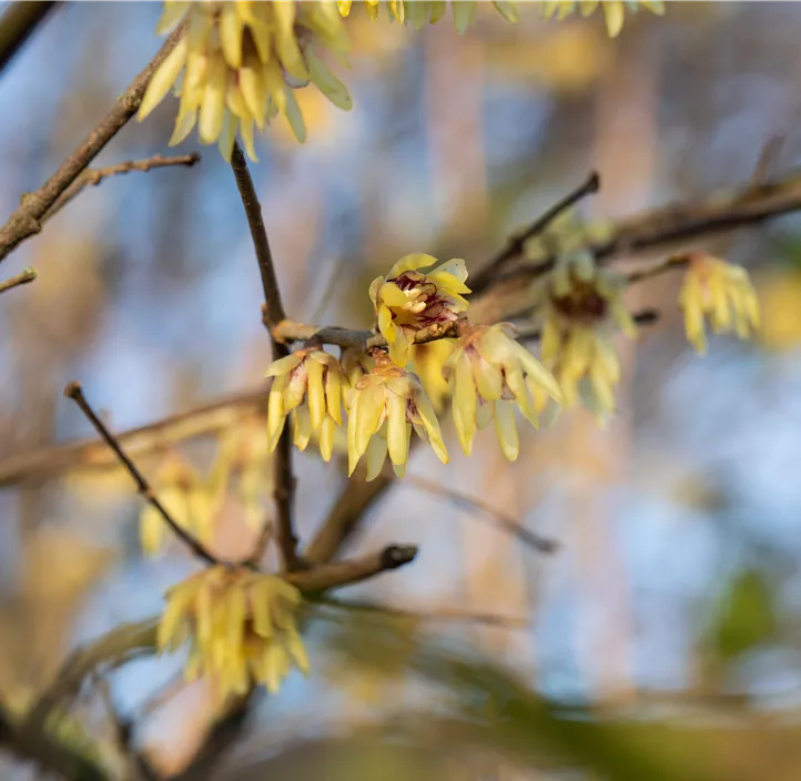 Winterblüte
