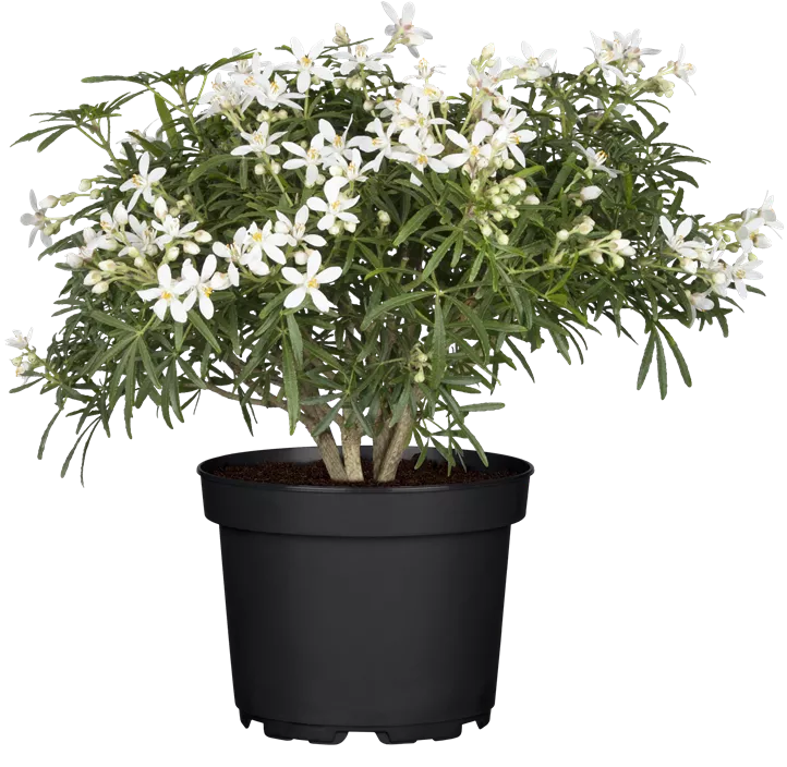 Orangenblume 'White Dazzler'