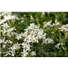 bellaflora Gartencenter GmbH