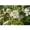 bellaflora Gartencenter GmbH