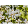 bellaflora Gartencenter GmbH