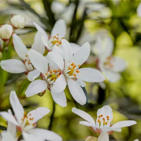 Choisya ternata 'White Dazzler' ® Choisya ternata 'White Dazzler' ®