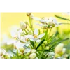bellaflora Gartencenter GmbH
