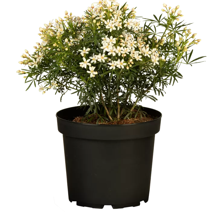 Orangenblume 'White Dazzler'