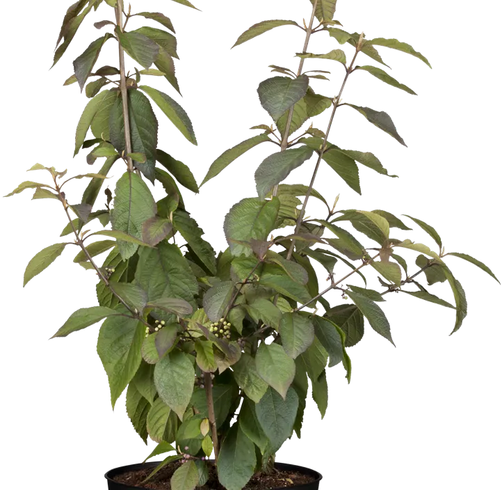 Chinesische Schönfrucht 'Profusion' Chinesische Schönfrucht 'Profusion'