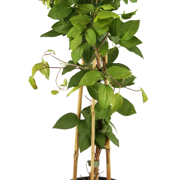 Waldrebe 'Madame Le Coultre'